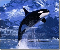 killer-whale