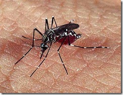 mosquito_dengue_ch