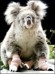 Sam-the-koala-signs-up-a-manager-6519310