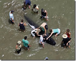 ballenas muertas