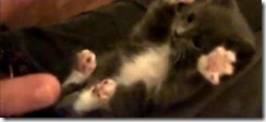 cat86-c4865941-cb012e7e