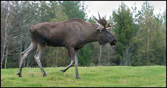 älg400B_2~1