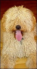 perro