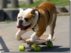 skateboarding dog
