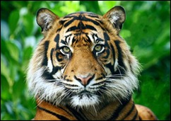 tiger-head