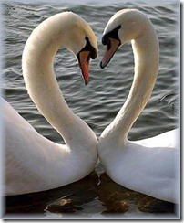 Swans