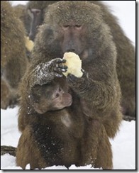 baboon1