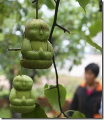 buddah-pears-2