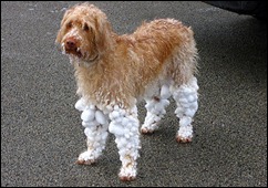 dog-wearing-snow-socks