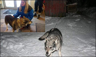 hund 2