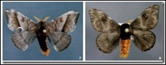 hylesia - nigricans_thumb