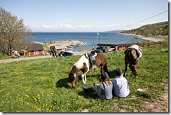 kattvik