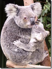 koala
