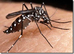 mosquito3