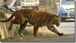 tigres india