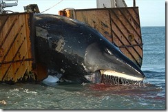 whale-caught-
