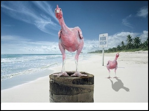 Nude-Beach--40678