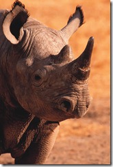 Rhinoceros