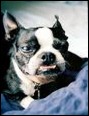 boston terrier