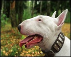 bullterrier