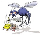 dengue