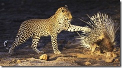 leopard