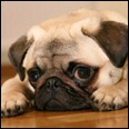 pug-
