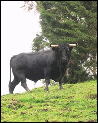 toros