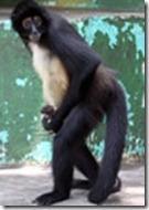 traficoespecies