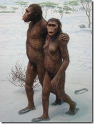 Afarensis2