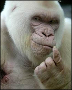 GORILA ALBINO