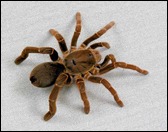 KING BABOON TARANTULA