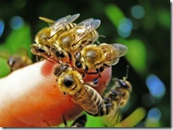 abejas