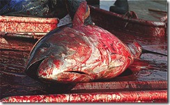bluefin-tuna
