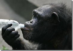 chimp zhora