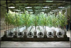cultivo-de-marihuana