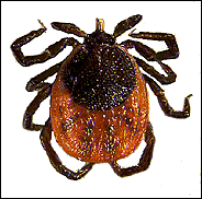 garrapata1