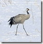 grulla