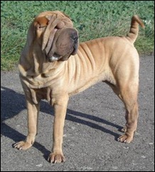 shar_pei