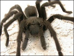 tarantula2