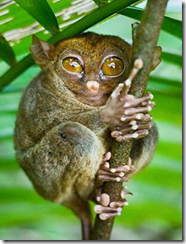MONITO