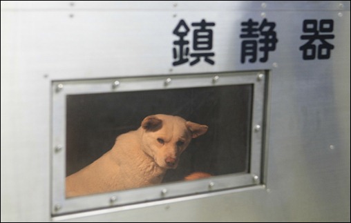 JAPAN-DOGS
