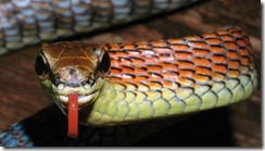 borneo serp naranja