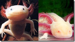 Axolotl-mexican-01
