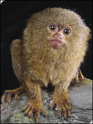 Pygmy_Marmoset1