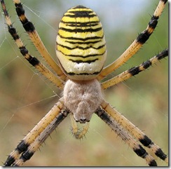 argiope_bruennichi_