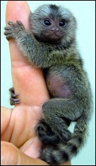 baby-pygmy-marmoset