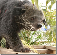 binturong1