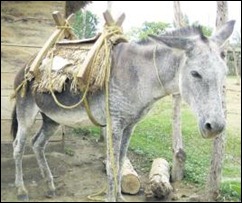 burro1