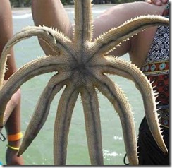 estrella22